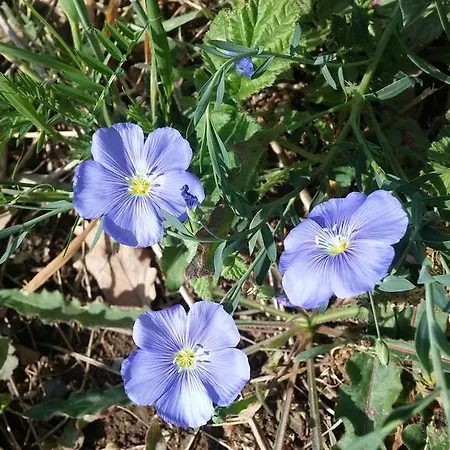 Chambres D'hotes Les Maisses